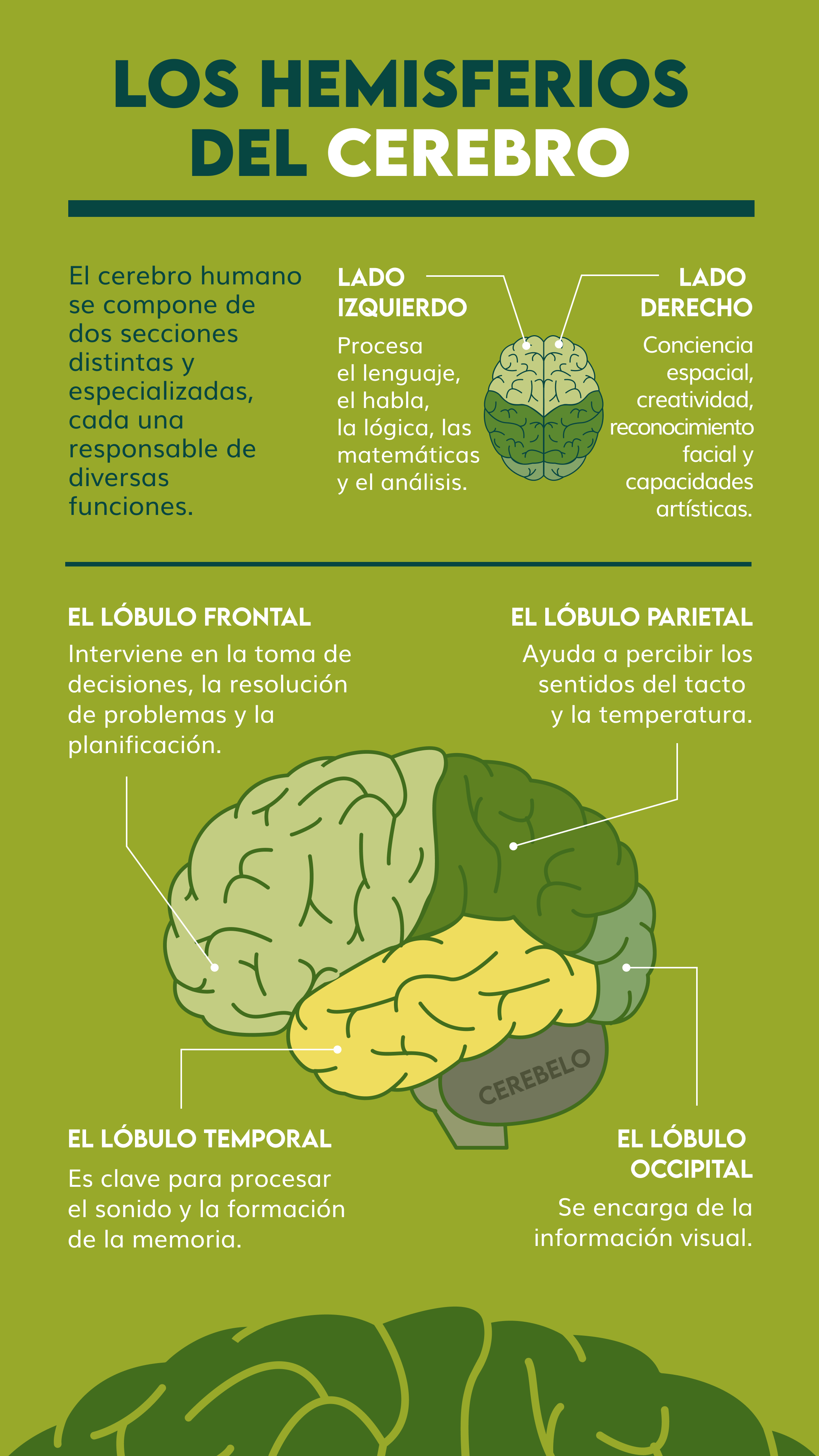 Hemisferios Del Cerebro C Mo Se Conectan Dkv Quiero Cuidarme